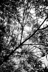 Black and White Abstract Low Angle Japanese Maple Tree