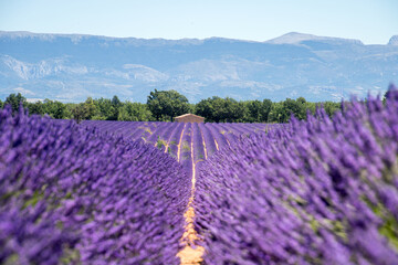  big lavender field provence france 