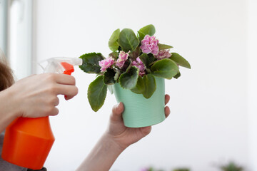 Indoor flower violet in a pot is held by a hand, the other hand sprays from a spray gun