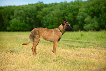The Malinois dog, six month old, is standing on the field against the background of the green trees.