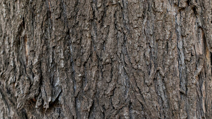 Naklejka premium background texture of ribbed cracked tree bark