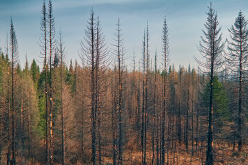 Forest landscape. Early spring forest view. Forest scene.