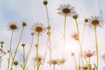 field daisies view from below at sunset Summer sun, summer background