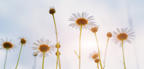 field daisies view from below at sunset Summer sun, summer background