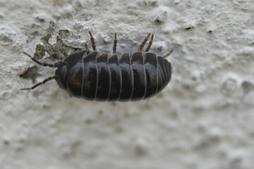 Cochinilla negra en pared