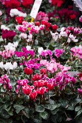 a flower shop at the market