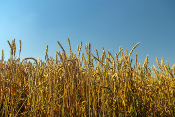 golden ripe ears of wheat in the field against the blue sky.