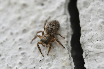 araña sin pata en pared