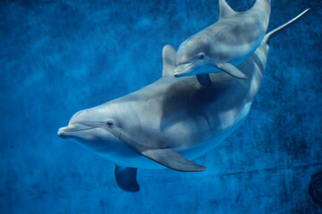 Naklejka premium Mother and baby Dolphin at Minnesota Zoo 
