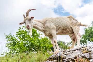 White curious goat standing on the rock. Farm mammal on the pasture