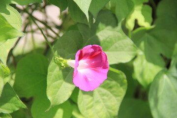 ピンク色の花を咲かせたアサガオ