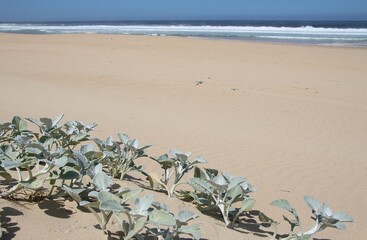 Beach plants on a  wide in Plettenberg Bay, by the Indian Ocean. Garden Route, South Africa, Africa.