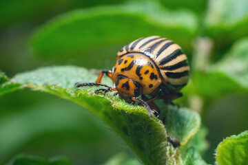 Crop pest, the Colorado potato beetle sits on the leaves of potatoes