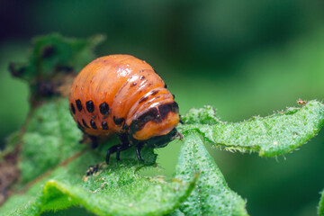 Colorado potato beetle larvae eats potato leaves, damaging agriculture