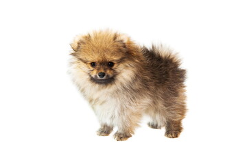 Obraz premium puppy pomeranian spitz