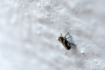 insecto raro en pared
