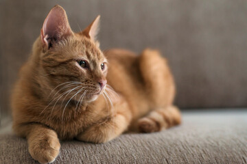 Fototapeta na wymiar Cute beautiful funny ginger tabby cat lies on a sofa, pets and home comfort concept