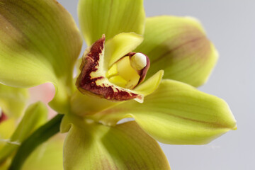 Extreme Macro photo of yellow orchid flower used as background, selective focus