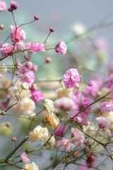 Multicolored bouquet of gypsophila flowers on gray background. Minimal composition of gypsophila flowers on pale pastel background.