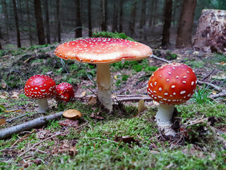 Red fly mushroom - Fly agaric growing in the forest