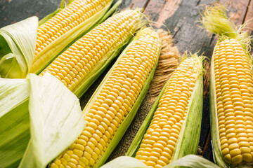 Fresh corn on the cob, agriculture, harvest
