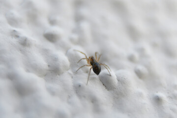 Araña café en pared