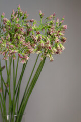 Chives or Allium schoenoprasum blooming flowers in glass vase on gray background, selective focus