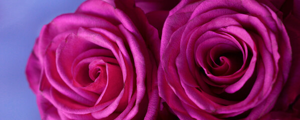Two pink roses close-up on a blue background