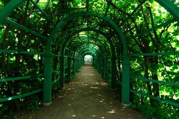 Beautiful pergola tunnel in a citypark on a bright summerday. Pathway through lush bushes. Road in the park with a green tunnel.