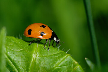 A red seven-dot ladybug enlarged on a leaf against a green background. Spring. Wild animals. Poland.