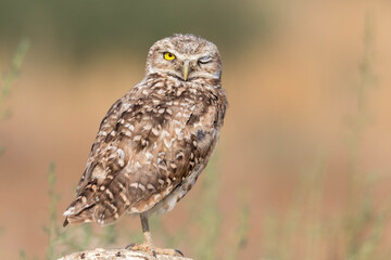 A burrowing owl winking at the camera