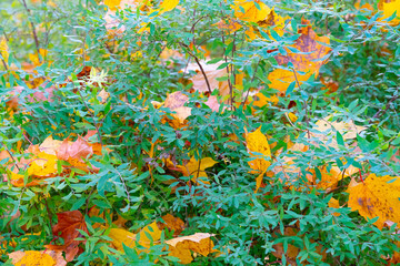 Fototapeta na wymiar Yellow maple leaves fell on a green bush.