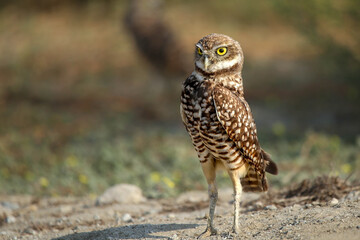 Burrowing owl