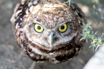 A burrow owl looking scared