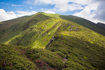 Naklejka premium Tourists follow the trail along the mountain range. Hiking travel outdoor concept panoramic view. Ukrainian Carpathian Mountains, Ukraine