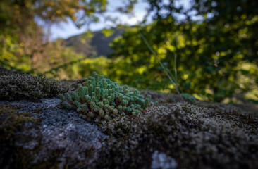 Plantas e musgo sob a rocha na floresta