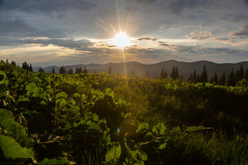 Beautiful summer landscapes in Carpatian mountains, travel outdoor concept view of dramatic sky