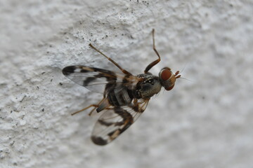 Mosca en pared