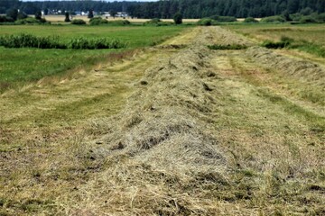 Suszona trawa,siano © merko