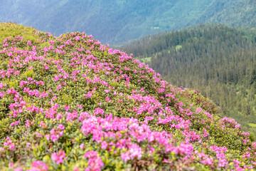 Obraz premium Carpathian mountains, covered with flowering rhododendron. Marmaroshchyna, Maramures, Ukraine