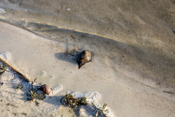 cone snail in the sand on the shore of the lake, the view from the top