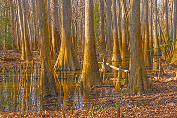 Dense Growth in a Bottomland Forest