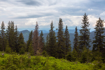 Obraz premium Landscape view of summer Alpine meadows of the high mountains with the spruce trees. Carpathians, Marmaroshchyna, Maramures, Ukraine