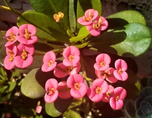 flores de  la planta, corona de espinas . (Euphorbia milii)
flora.