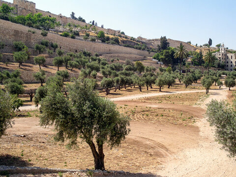 Olive Grove Among The Sands In Israel.