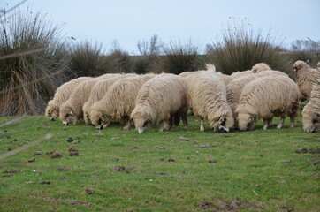 Obraz premium sheep in the field