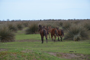 horse and foal