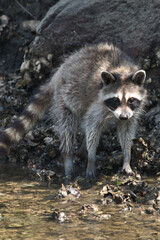 wild raccoon in river