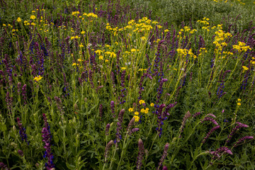 Beautiful wild flowers closeup. The background of wild nature