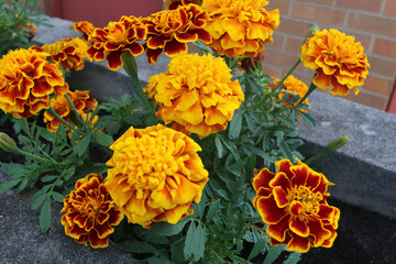 Marigolds Side-View